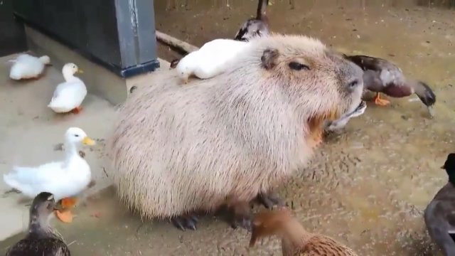 Geležinė kantrybė: užfiksavo, kaip graužikas kapibara ignoruoja aplinkui vykstantį chaosą