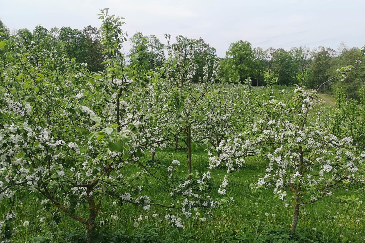 Ilzenbergo dvare prasidėjo įvairiausių spalvų tulpių ir obelų žydėjimo metas.<br>Organizatorių nuotr. 