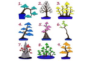 Pasirinkite patinkantį bonsą: šitai apie jus norėtų žinoti darbdaviai