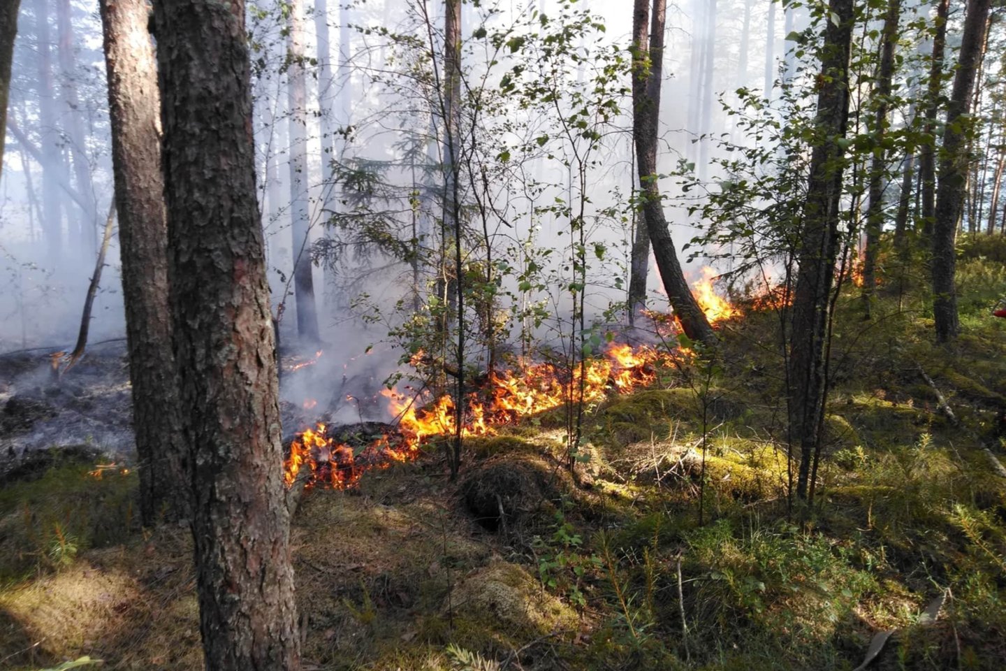 Šiomis dienomis Lietuvoje miškų gaisringumas toliau didėja.<br>VMU nuotr.