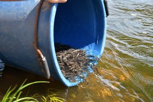 Neris ir Šventoji praturtintos retomis žuvimis – ūsoriais