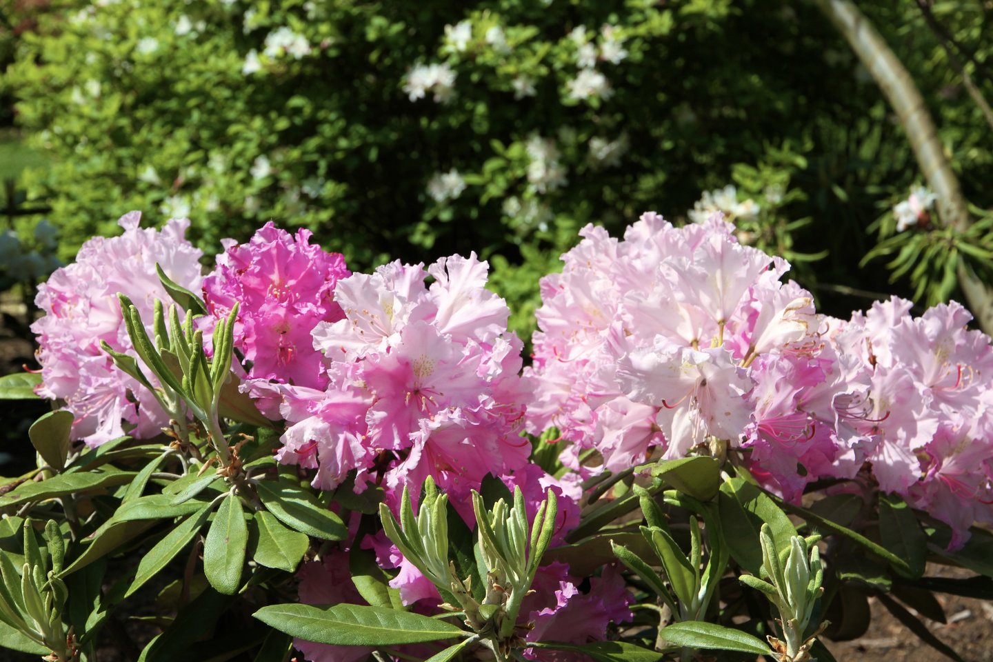Šiuo metu rododendrynas pasipuošęs gausiausia spalvų ir formų žiedų įvairove.<br>VDU Botanikos sodo nuotr. 