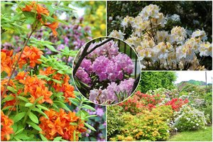 Skubėkite pamatyti: VDU Botanikos sode žiedus skleidžia šimtai įvairiaspalvių rododendrų