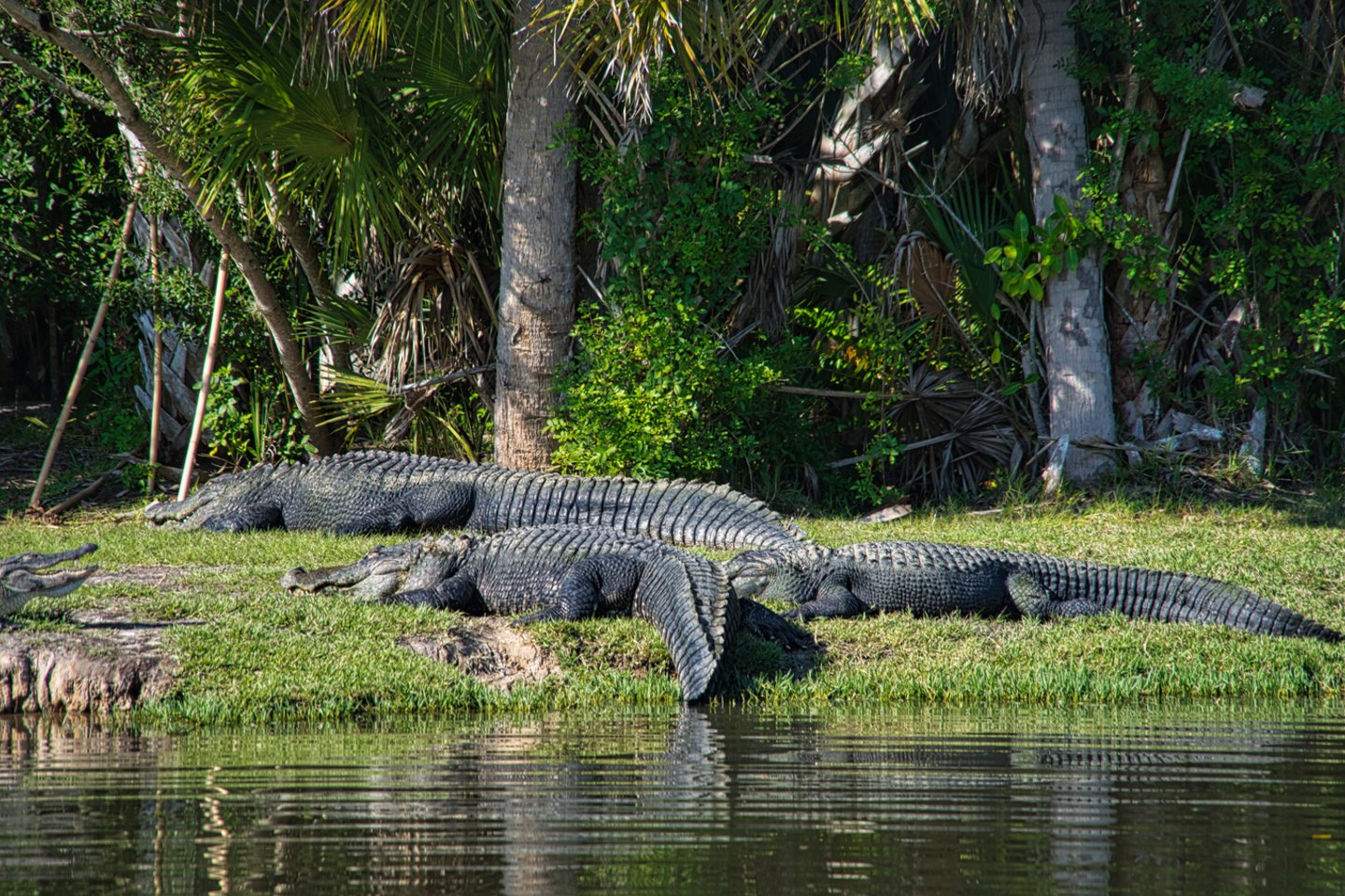 Kambodžoje 40 krokodilų į gabalus sudraskė į aptvarą įkritusį vyrą.<br>123rf.com asociatyvi nuotr.