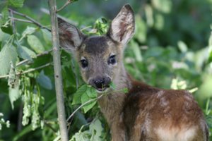 Gamtininkai primena: be reikalo nelieskite gyvūnų jauniklių – pasmerksite juos pražūčiai