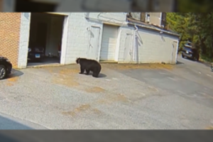 Juodasis lokys nugvelbė iš Konektikuto kepyklos 60 keksiukų