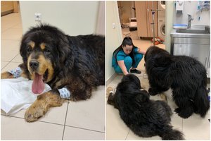 Tibeto mastifo iš Vilniaus išgelbėjimo istoriją gydytoja vadina stebuklu: ženklai, kad delsti negalima