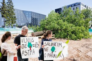 Statytojai jiems trukdančius medžius kerta be sąžinės graužaties: deja, taip bus ir toliau