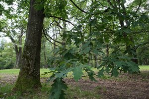 Kelių direkcija: rekonstruojant kelią nuo Molėtų iki Anykščių, ilgaamžis ąžuolas bus išsaugotas