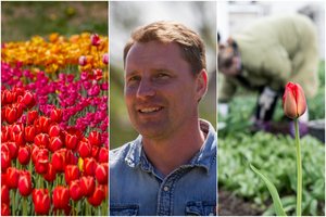 Tulpės nužydėjo – Lapainios parko kūrėjas paaiškino, ką joms privalu padaryti