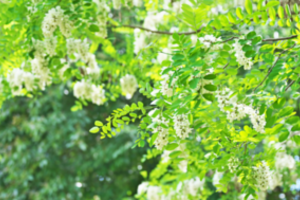 Specialistai primena – dabar tinkamiausias laikas naikinti šį invazinį augalą