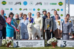 Vos 7 mėn. samojedui Gėriui iš Kauno – išskirtinis įvertinimas