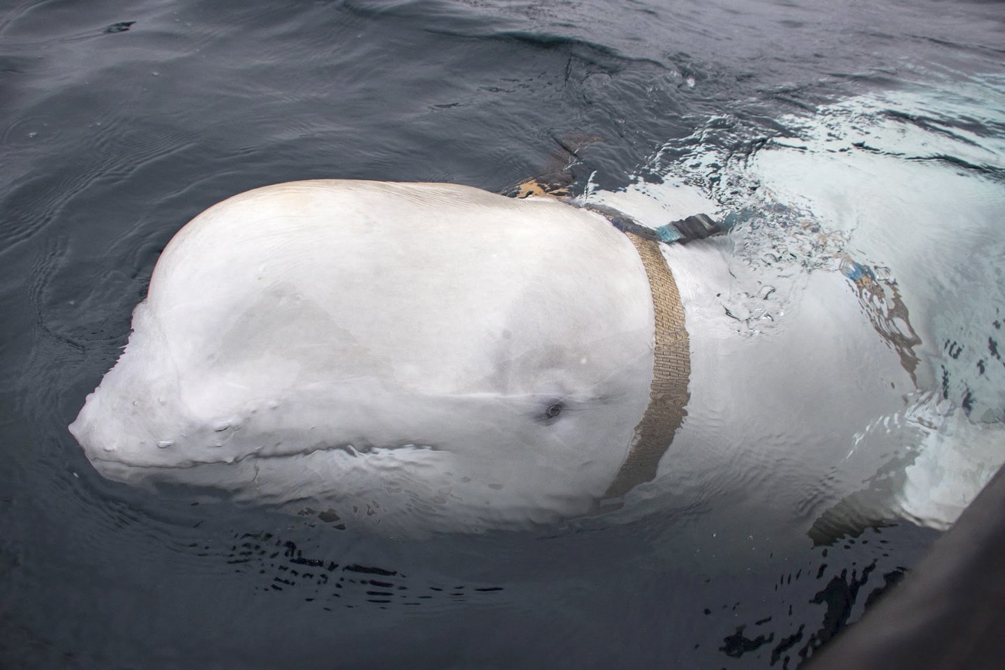 ​2019 m. Norvegijoje pasirodė baltasis delfinas, kuris tuo metu sukėlė spėliones dėl savo kilmės. Buvo diskutuojama, jog galimai jį dresiravo Rusijos karinis jūrų laivynas, nes ant jo buvo pritvirtinti dirbtiniai diržai su užrašu „įranga Sankt Peterburgas“. Šis delfinas ir vėl pasirodė prie Švedijos krantų, pranešė jo judėjimą stebinti organizacija.<br>AFP/Scanpix nuotr.