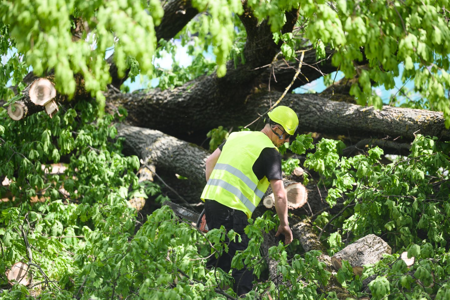Vilniaus miesto taryba patvirtindama Ceikinių g. esančio sklypo detalųjį planą pati dar 2008 m. įteisino garsiojo ąžuolo ir dar 11 medžių kirtimą.<br>V.Skaraičio nuotr.