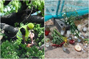 Ąžuolą sostinėje nukirtę vystytojai rėžė: savivaldybė pati jo kirtimą įteisino dar 2008 metais 