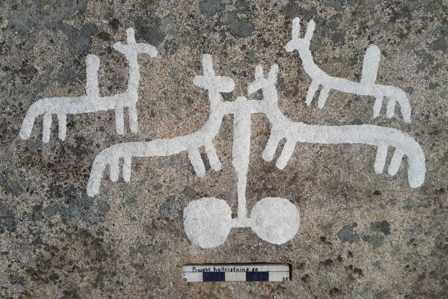 Petroglifuose vaizduojamos gyvūnų figūros.<br>Bohusleno uolų raižinių dokumentavimo fondo nuotr.