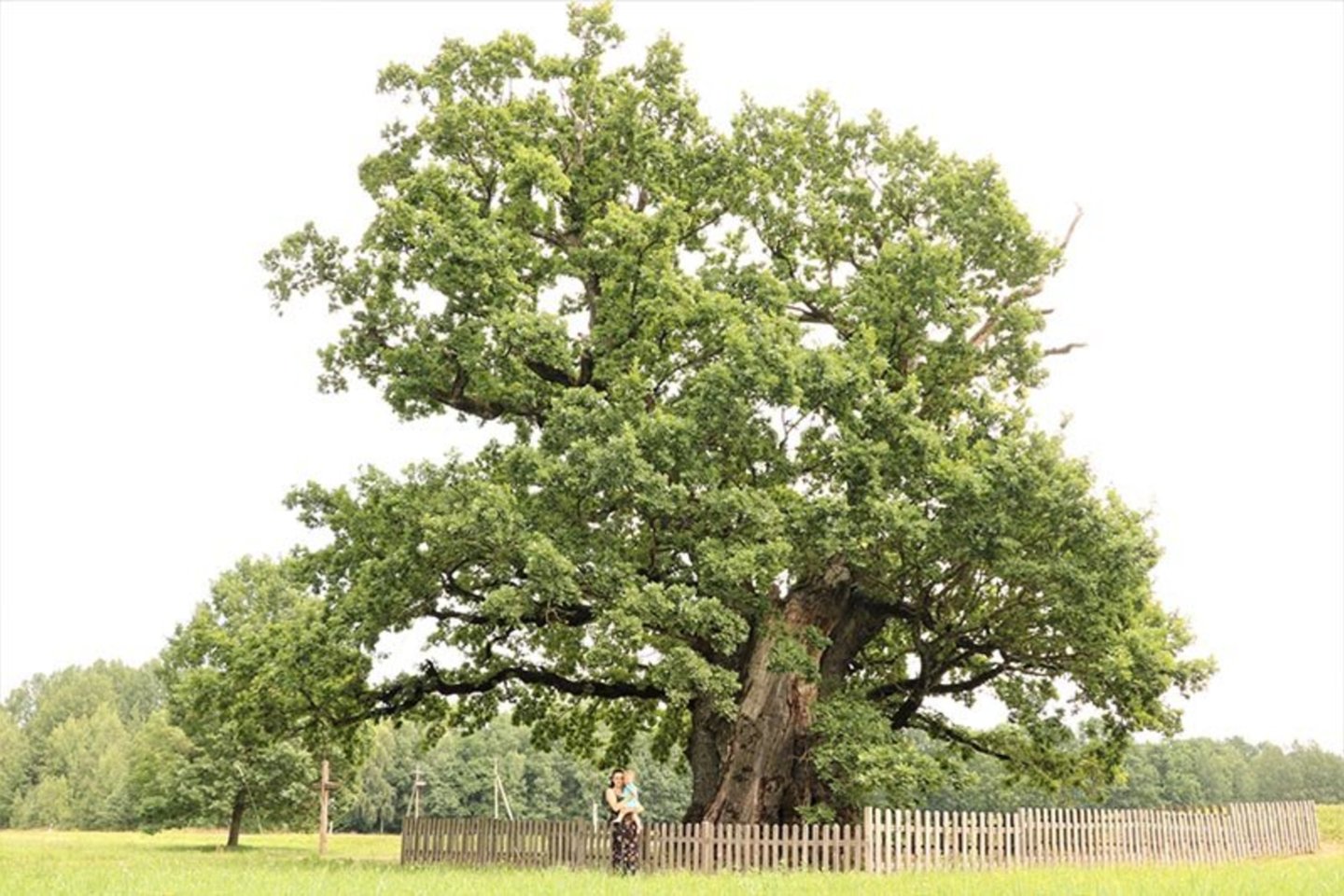  Mingėlos ąžuolas. Kalbama, kad jam – 600-700 metų. Šis medis apipintas legendomis apie sergančio senelio aplankyti išėjusį ir vilkų sudraskytą berniuką bei kirvį pakėlusio vyro šmėklą.