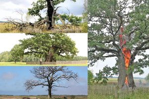 Įspūdingos Vakarų Lietuvos ąžuolų istorijos: gilės, šmėklos ir kitos įdomybės