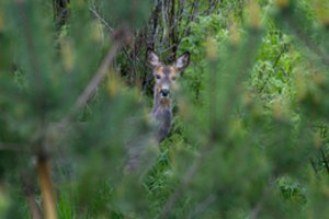 Vairuotojai raginami būti atsargiais: vyksta gyvūnų migracija