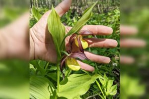 Netikėtas atradimas Kėdainiuose: užfiksuotas žydintis vienas rečiausių Europos augalų