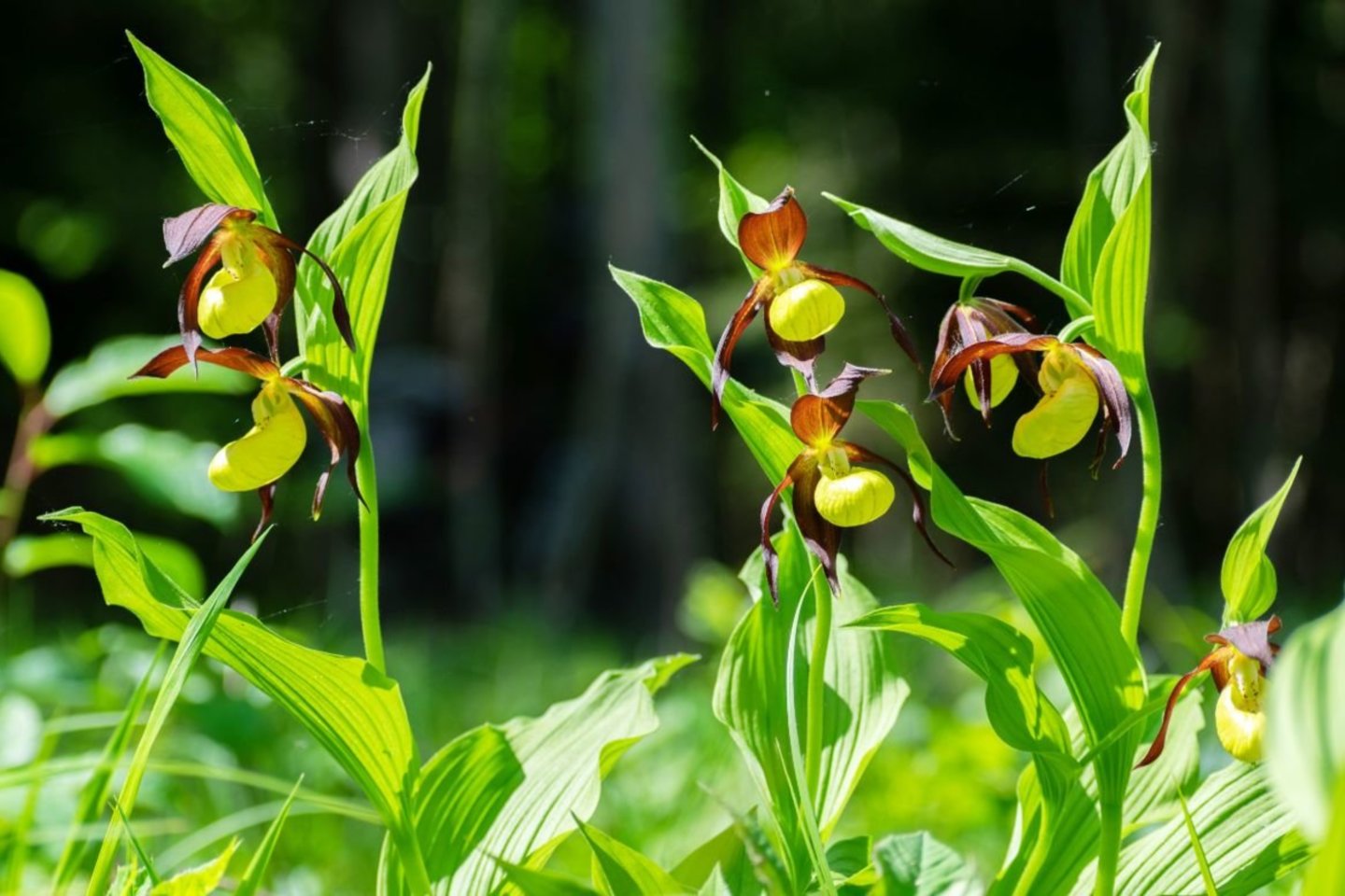 Neseniai kėdainietis užfiksavo žydintį vieną rečiausių Europos augalų – lietuviškąja orchidėja vadinamą plačialapę klumpaitę.<br>Asm. archyvo nuotr.