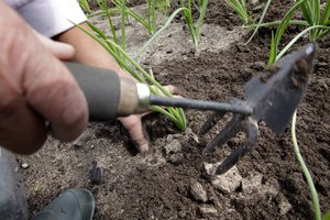 Stabligė – itin pavojinga liga: štai, ką turi žinoti daržininkai