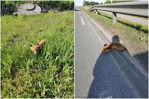 Išsekęs lapiukas klaidžiojo prie pat judraus kelio: jaunikliu pasirūpino pareigūnai