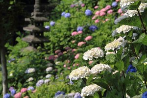 Viena hortenzijų veislė savo grožiu nurungia visas kitas: norite jas užsiauginti – išmokite šią pamoką