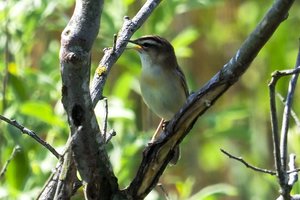 Vasaros pirmoji diena: 20-čiai paukščių patvirtintas paukščių gripas