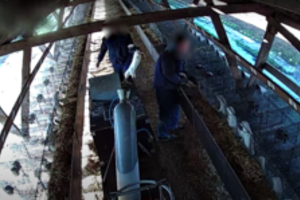 Lietuvos kailių fermų vaizdai – užsienio žiniasklaidoje: „Tiesiog sukrečianti situacija“