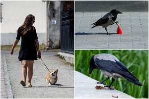 Vilniečius įbaugino varnos: puola net bandančius jas aplenkti