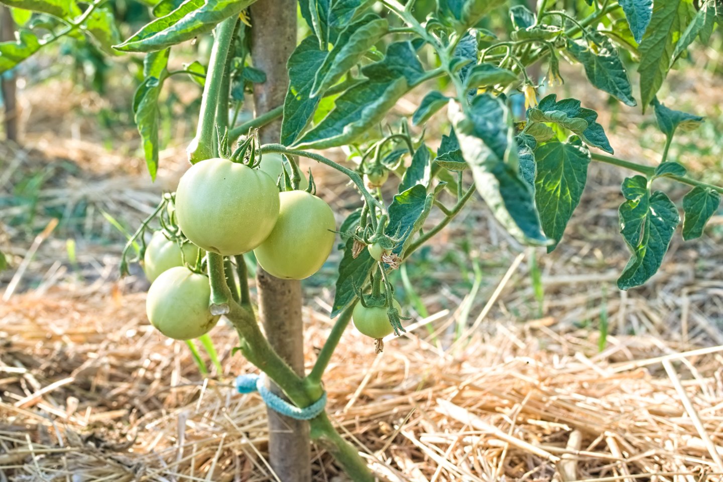 Kai kurie pomidorų augintojai įsitikinę, kad taip vadinamas pomidorų šakų pažastėles ne visas būtina išskabyti.<br>123 rf nuotr.