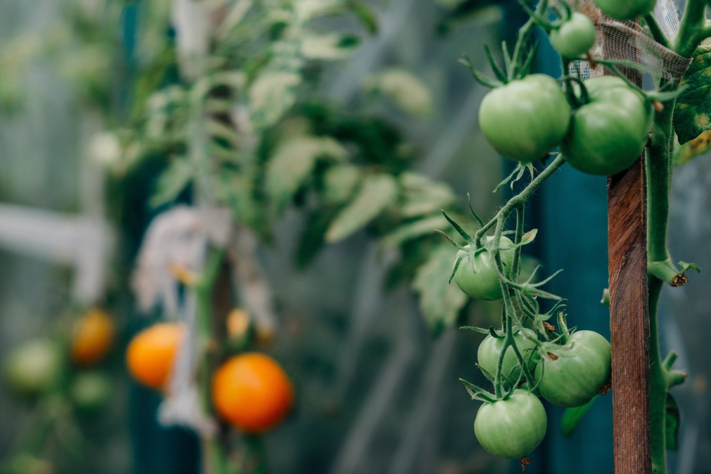 Kai kurie pomidorų augintojai įsitikinę, kad taip vadinamas pomidorų šakų pažastėles ne visas būtina išskabyti.<br>123 rf nuotr.