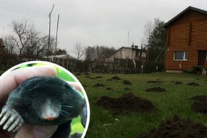 Kovoti su kurmiais galima pasitelkus jų baimes: išbandykite šį nesudėtingą triuką