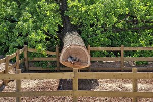 Ilgametį ąžuolą nukirtusi „Rinktinės NT“ svarsto, ką daryti ir su kaštonu