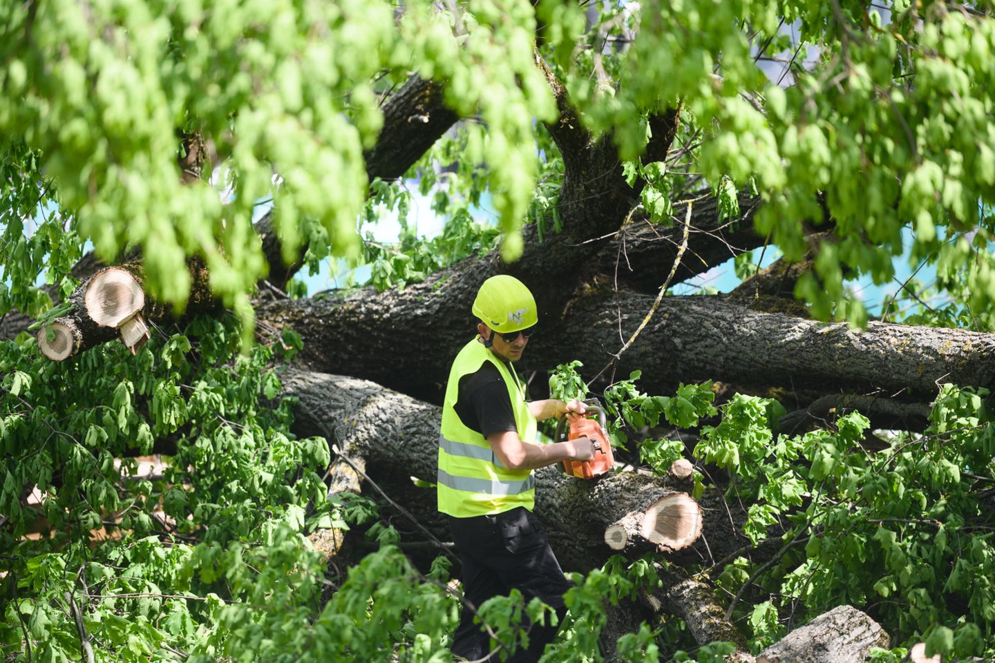 Ąžuolo mediena privalo būti saugoma Širvintų rajone iki tyrimo pabaigos.<br>V.Skaraičio nuotr.