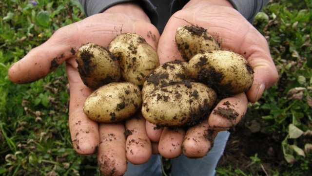 Prasidėjo ankstyvasis bulviakasis: augintojai paaiškino, kodėl šiemet mokėti teks brangiau