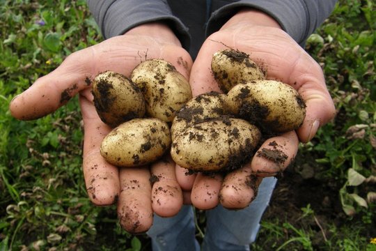 Prasidėjo ankstyvasis bulviakasis: augintojai paaiškino, kodėl šiemet mokėti teks brangiau