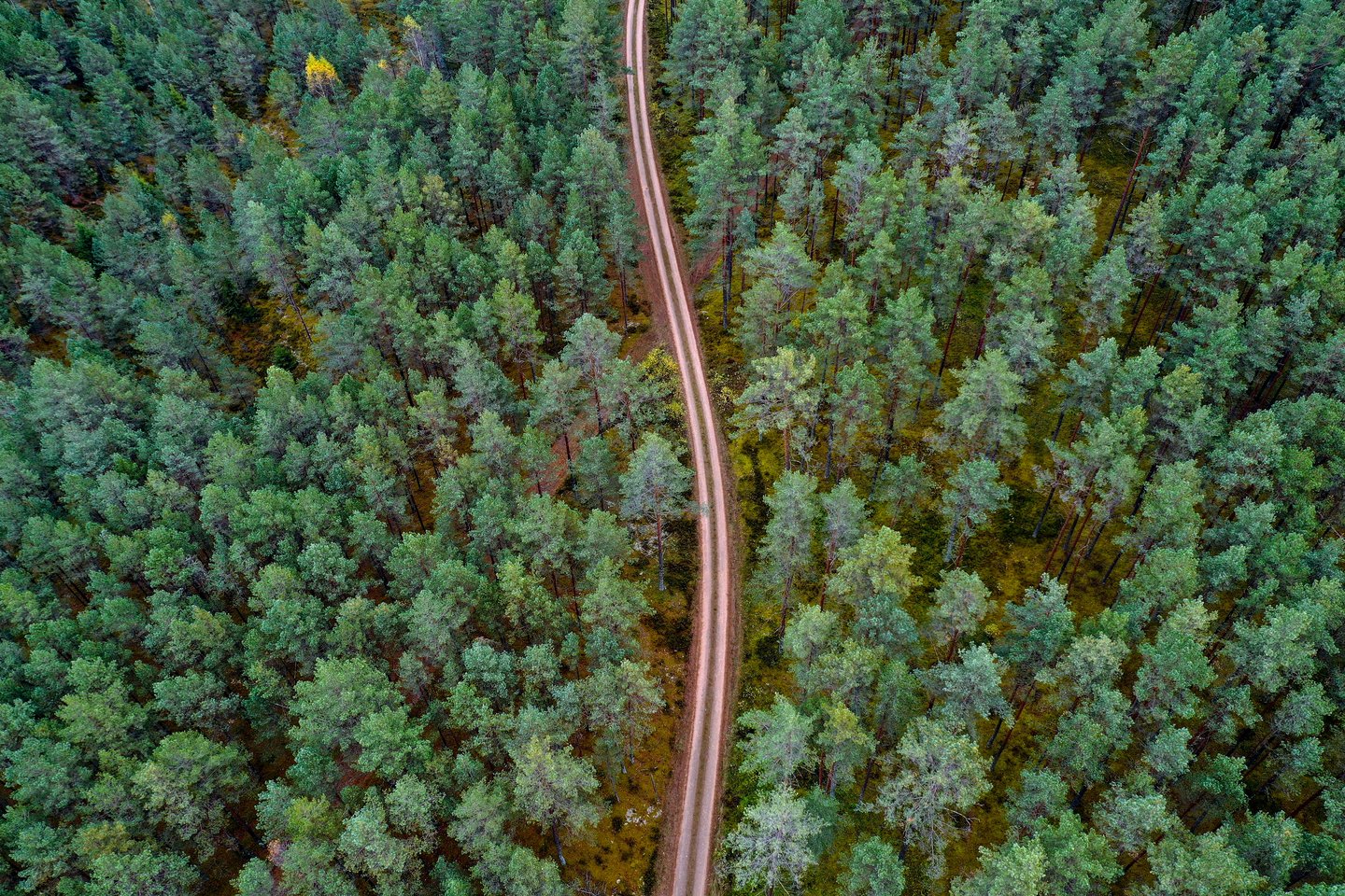 Per 2022 m. „Sengirės fondas“ praplėtė globojamų miškų plotą iki 57,08 hektarų ir inicijavo iki šiol didžiausio vientiso 27,5 ha miško sklypo įsigijimo procesą.<br>V.Ščiavinsko nuotr.