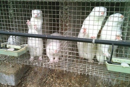 Antradienį į Seimo posėdžių salę grįžta iniciatyva dėl kailinių žvėrelių fermų Lietuvoje uždraudimo.