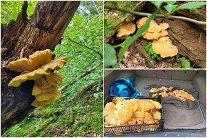 Lietuviai pamišo dėl šio grybo: vargu, ar miške į jį atkreipėte dėmesį