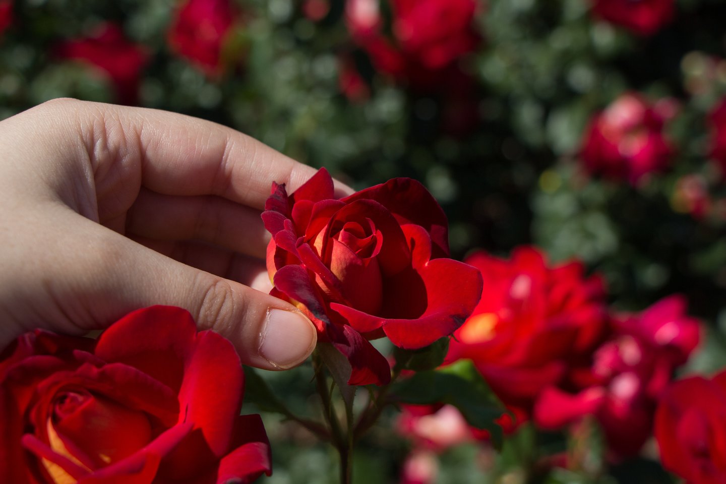 Vos pražydus rožėms, susiduriama su problemomis – amarais, miltlige ar žvyneline.<br>123 rf nuotr.