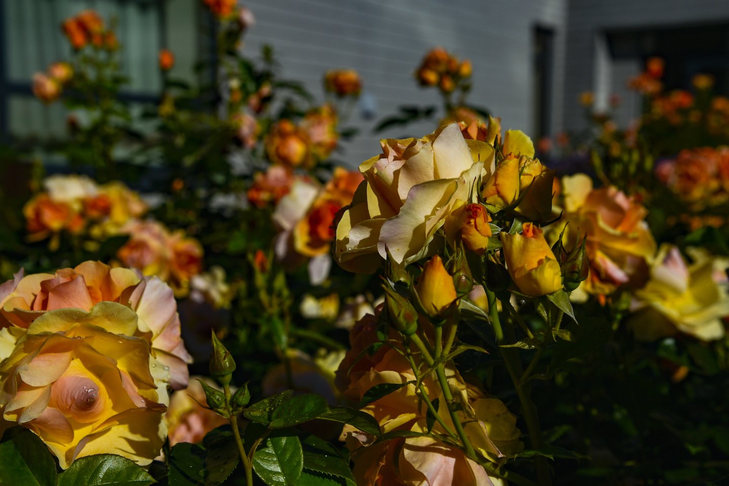 Vos pražydus rožėms, susiduriama su problemomis – amarais, miltlige ar žvyneline.<br>V.Ščiavinsko nuotr.