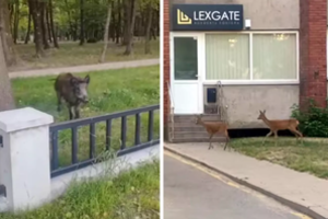 Klaipėdoje – svečiai iš miško: tarp gyvenamųjų namų vaikštinėjo stirnos, Skulptūrų parke ratus suko šernas