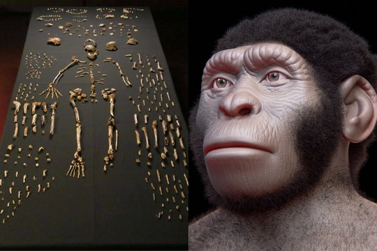  Homo naledi, kurių smegenys buvo trečdaliu mažesnės už mūsų smegenis, maždaug prieš 300 000 metų galbūt laidojo mirusiuosius ir raižiniais dekoravo urvų sienas.