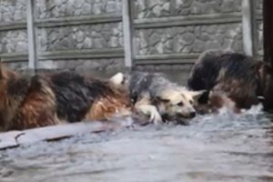 Po Ukrainoje susprogdintos hidroelektrinės – sukrečiantys augintinių gelbėjimo vaizdai