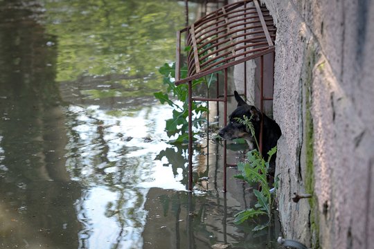 Potvynis Ukrainoje: augintiniai gelbėjami, kad nepaskęstų, po to kai Rusija susprogdino Kachovkos hidroelektrinės užtvanką. 