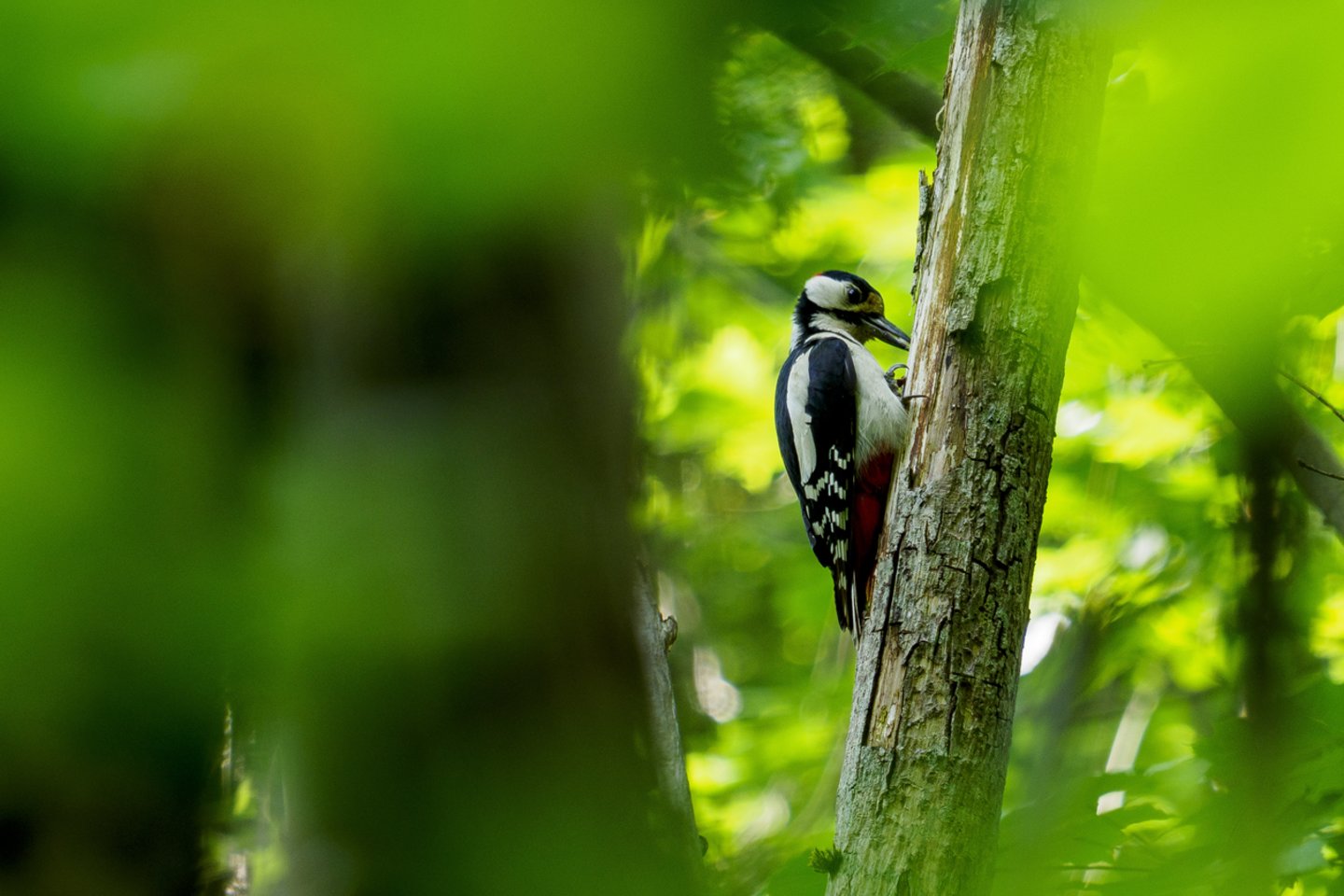 Dėl intensyvaus ūkininkavimo miškuose mažėja tinkamų geniams miškų plotų ir dėl to kai kurios jautresnės geninių paukščių rūšys nyksta.<br>V.Ščiavinsko nuotr.