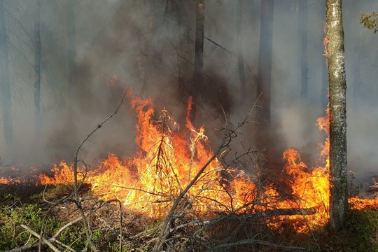 Dėl sausros didėja gaisrų miškuose pavojus: daugiausia nelaimių įvyksta dėl lankytojų neatsakingumo