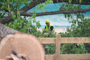 Vilnius kardinaliai griežtina medžių saugojimo politiką: už nukirstą medį – milijonas